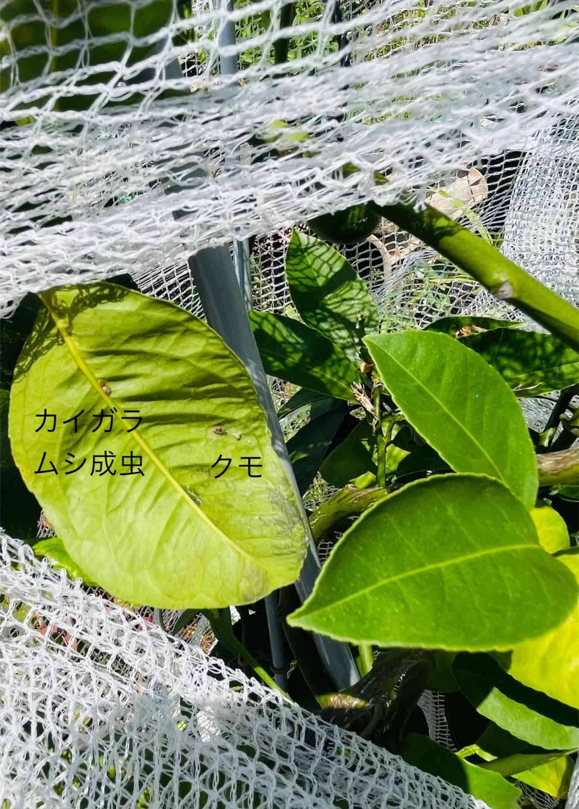 レモン　トゲなし　害虫　カイガラムシ