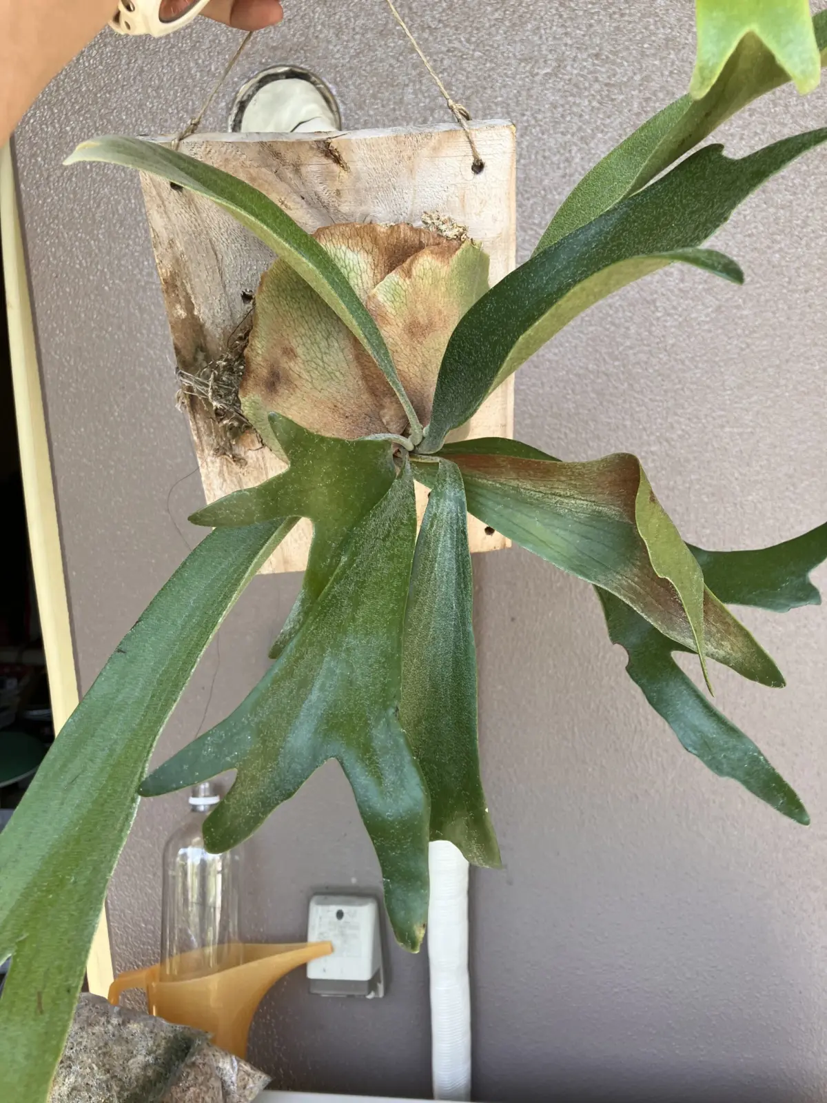 ビカクシダ ネザーランド