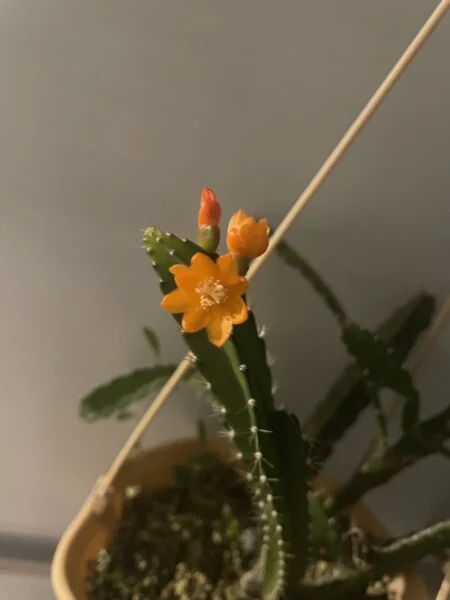 リプサリス　モナカンタ　花