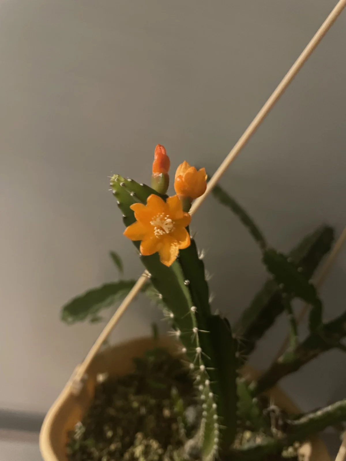 リプサリス　モナカンタ　花