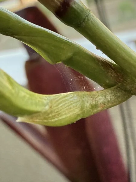 ティランジア　ウトリキュラータ　でっかいガチャ　花芽　卵？ハダニ？