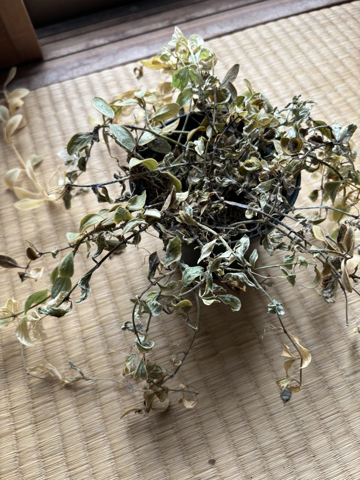 ディスキディア　エメラルド