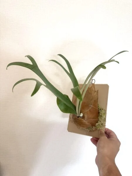 ビカクシダ　札落ち