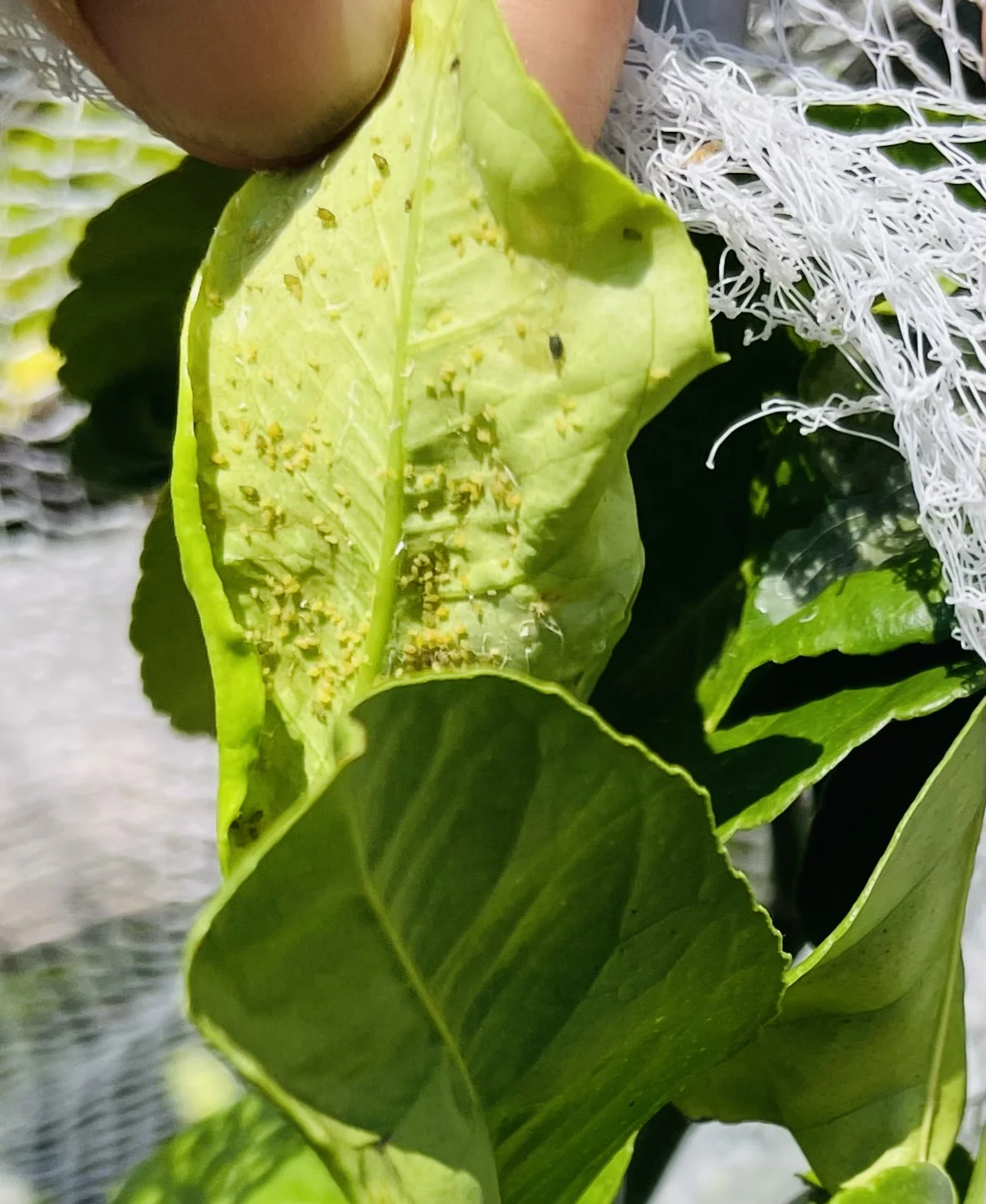 レモン　トゲなし　害虫　アブラムシ
