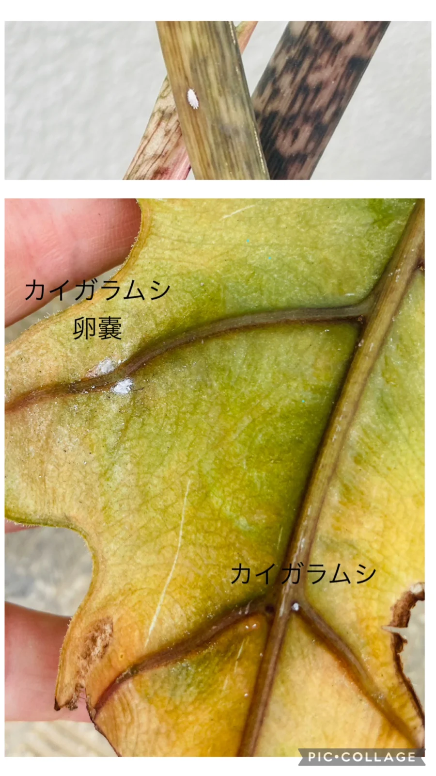 アロカシア　ジャクリン　害虫　カイガラムシ