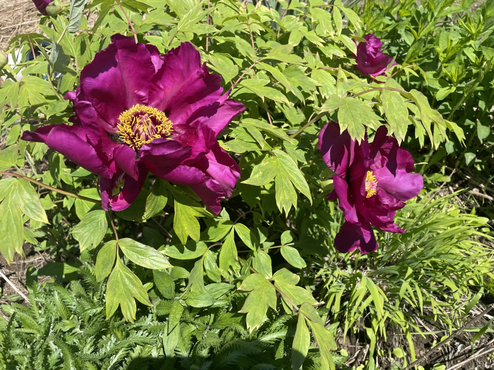 牡丹　花
