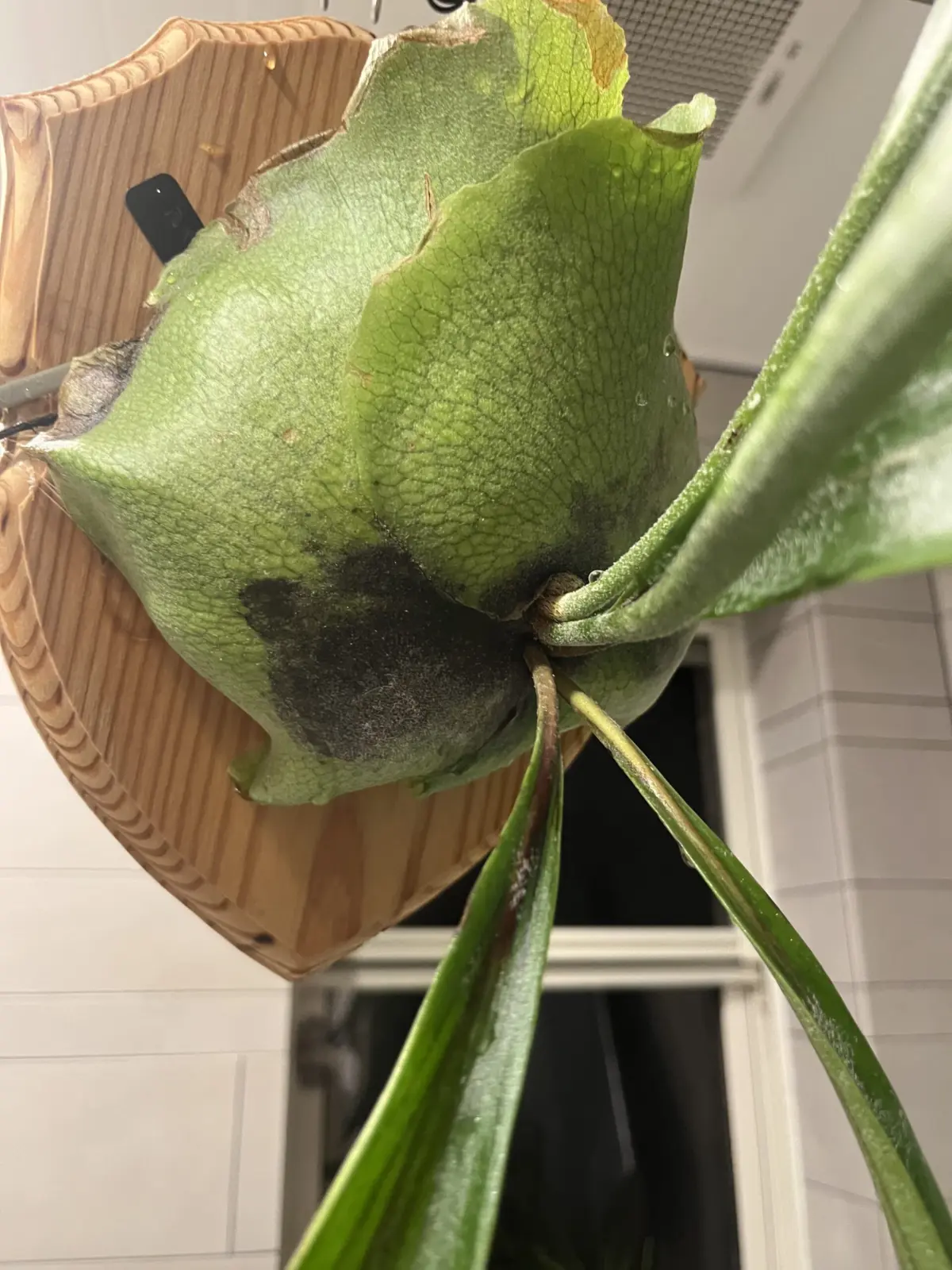 ビカクシダ　アルキコルネ