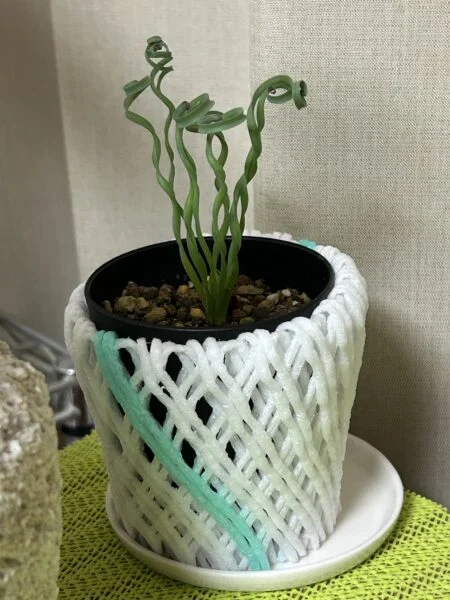アルブカ コンコルディアナ