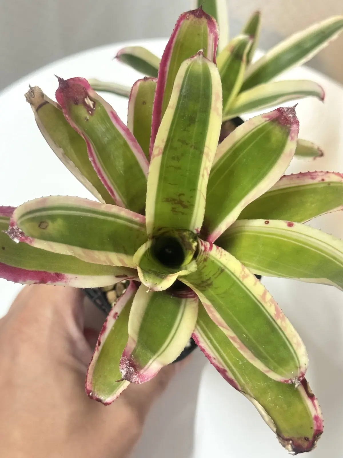 ネオレゲリア　バンダースナッチ