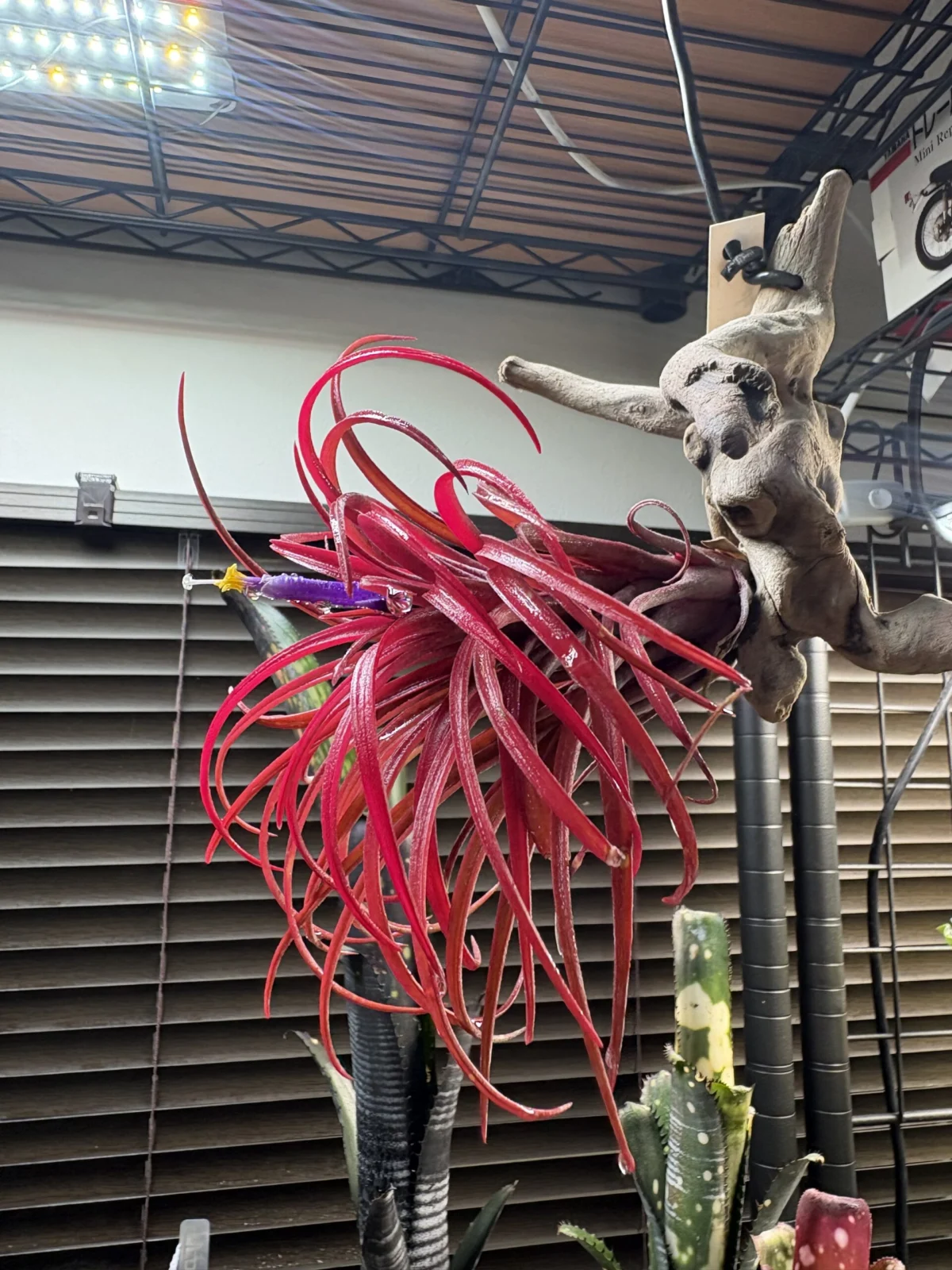 ティランジア　イオナンタ（フエゴジャイアント×カピタータドミンゲンシス）