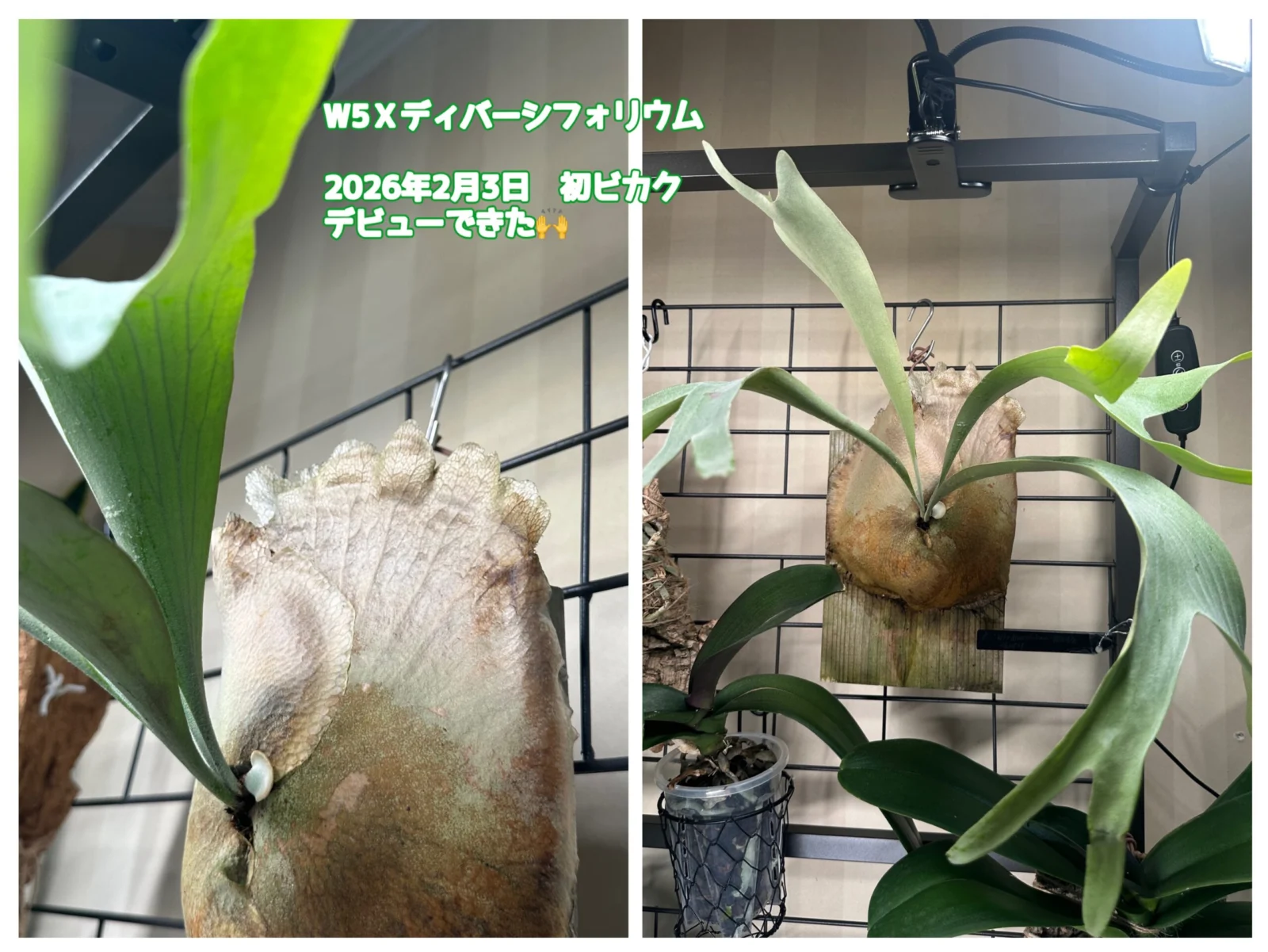 ウィリンキー(W5 )× ディバーシフォリウム 胞子培養