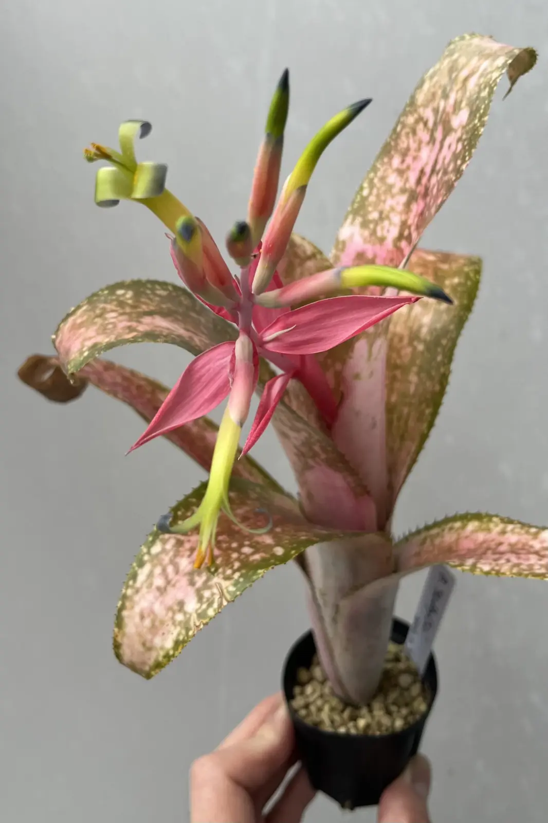 ビルベルギア シャビーチック 花