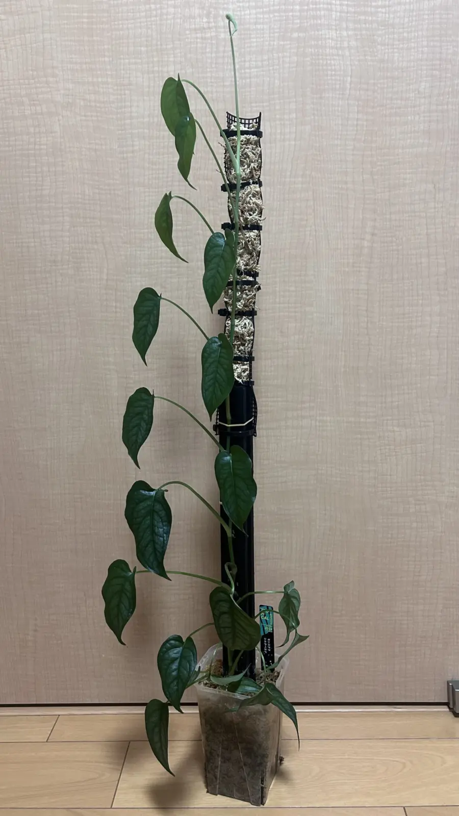 モンステラ シルテペカナ　②