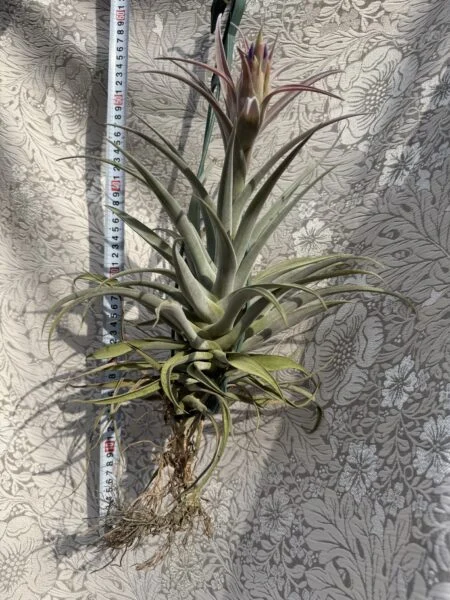 ティランジア　ホンジュレンシス風ハリシー　蕾付き側面
