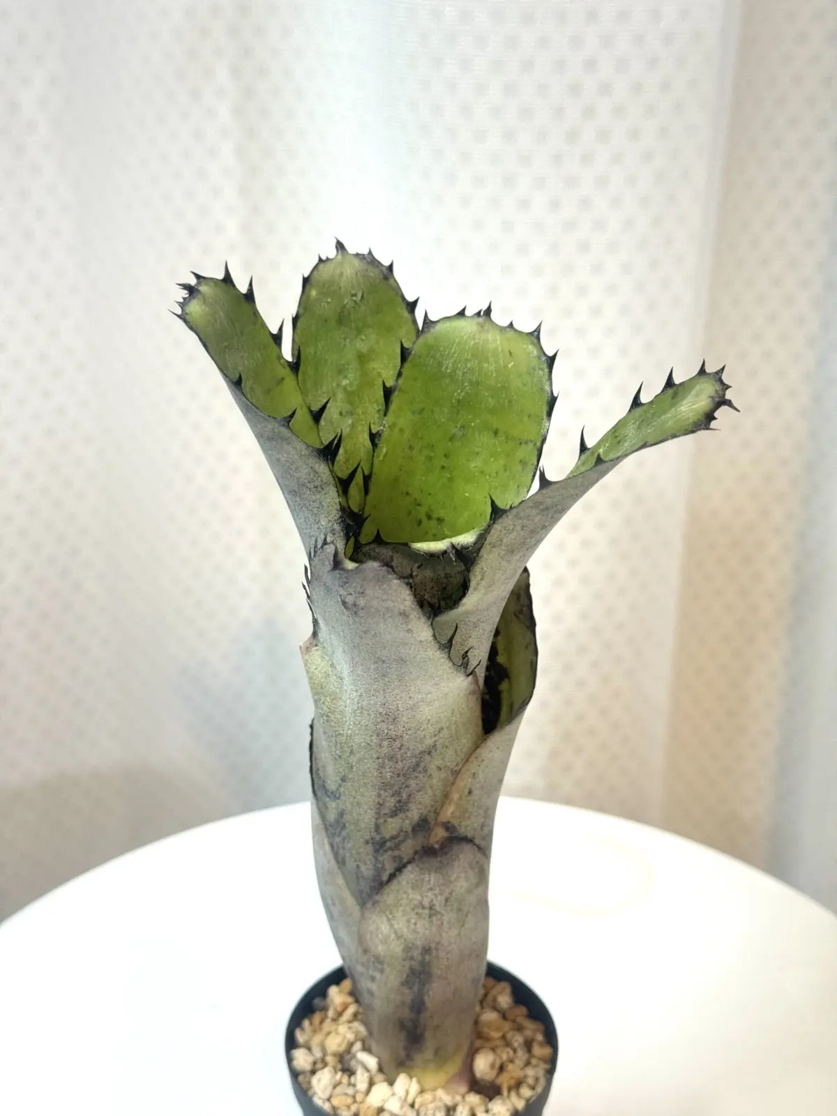 ビルベルギア　サンデリアーナ