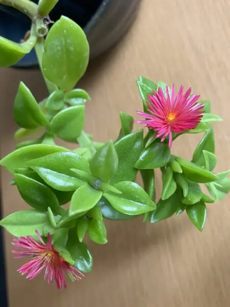 アプテニア ベビーサンローズ 花