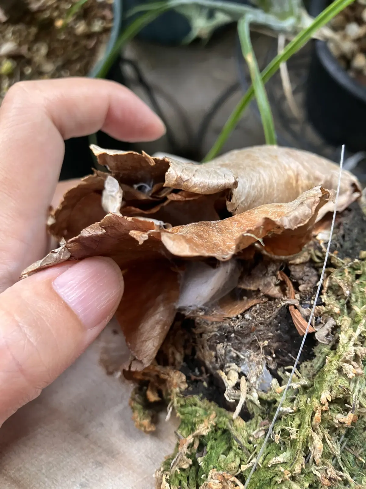 ビカクシダ ネザーランド 枯れ後