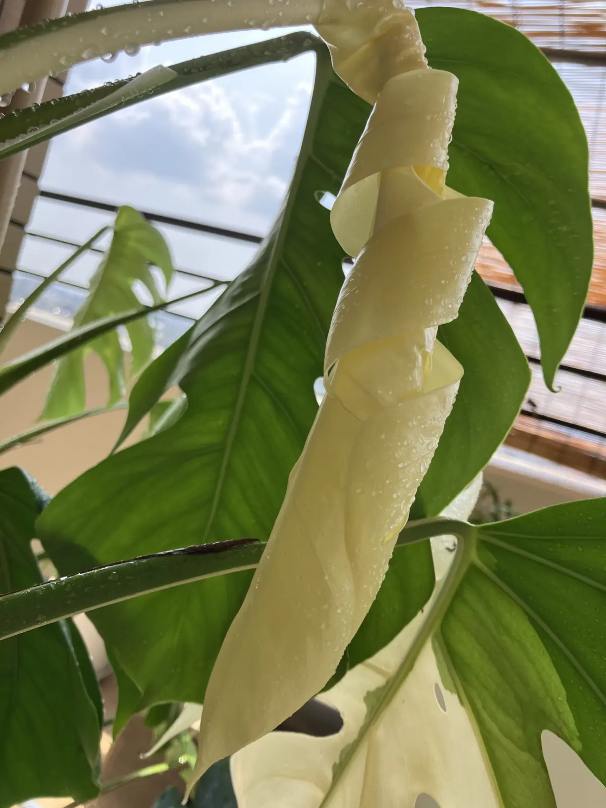 モンステラ　ボルシギアナ　ホワイトタイガー