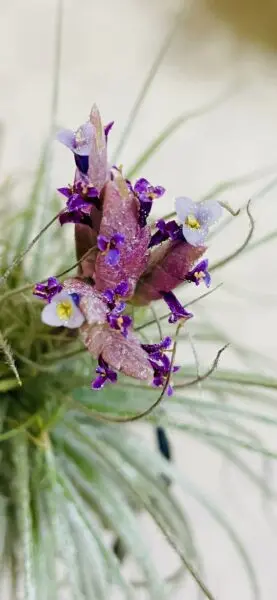 ティランジア　テクトラム　花　ホムセン
