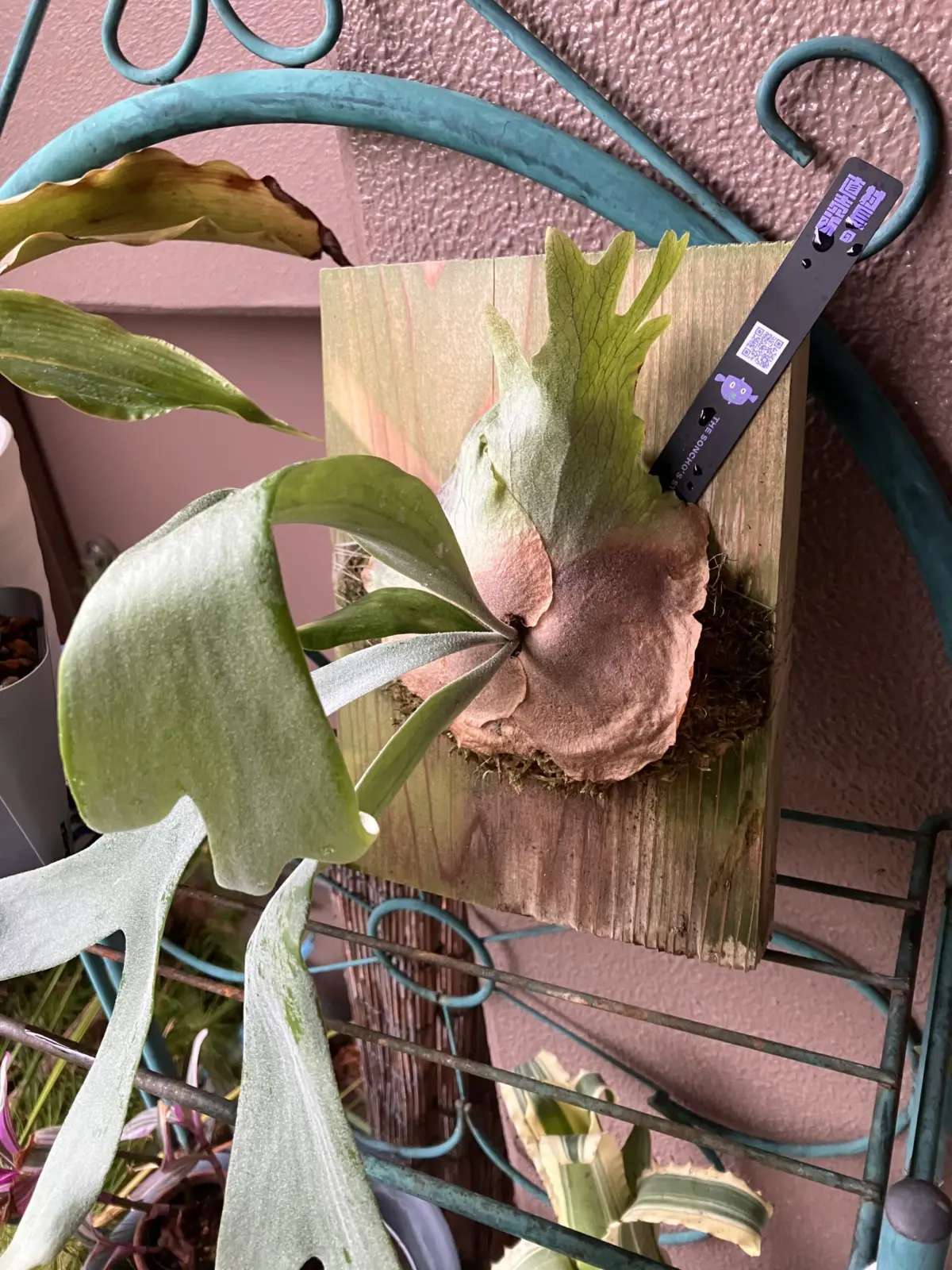 ビカクシダ ssFoongｘＷ４