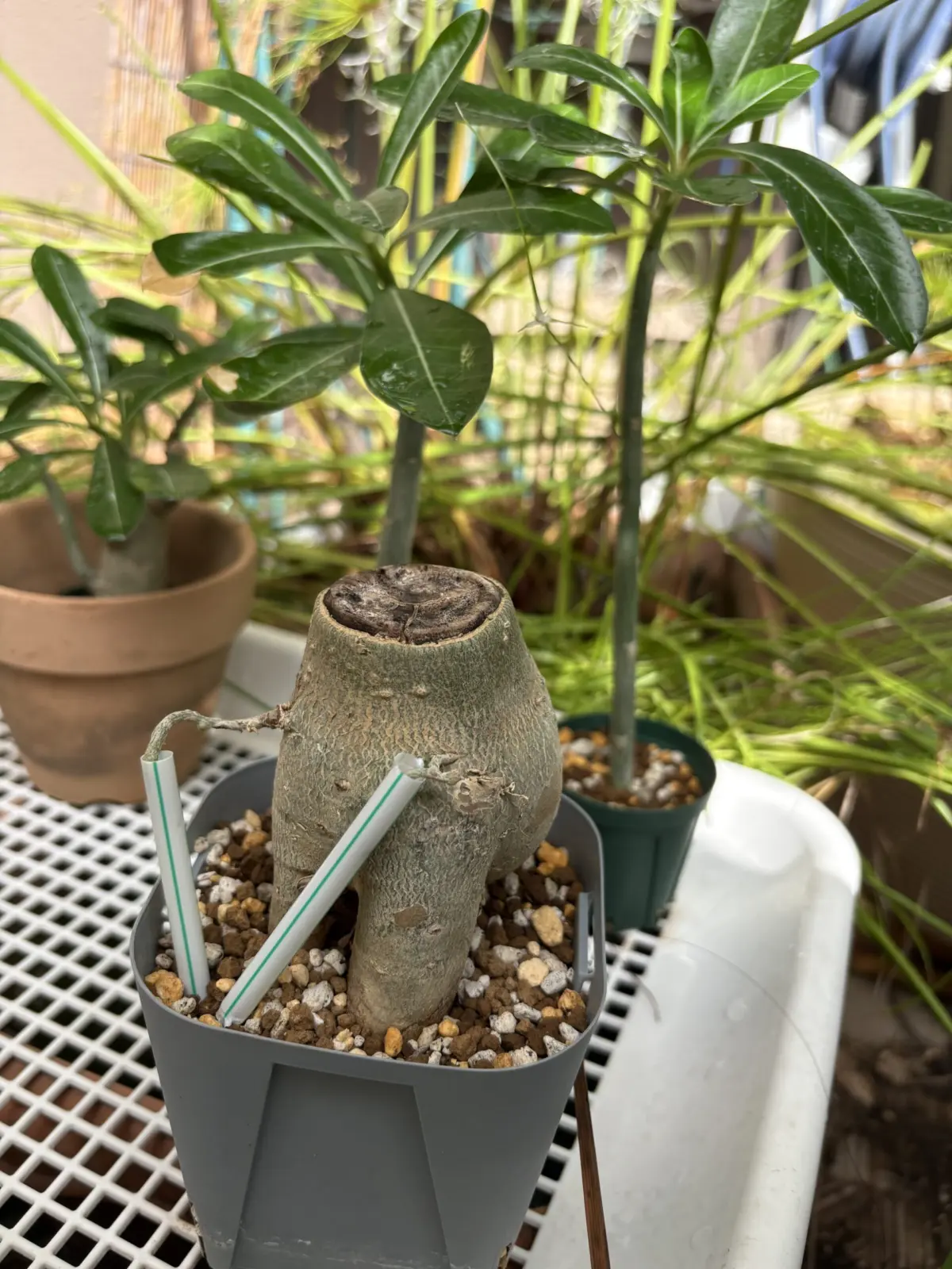 アデニウム 札落ち パルテノン仕立て