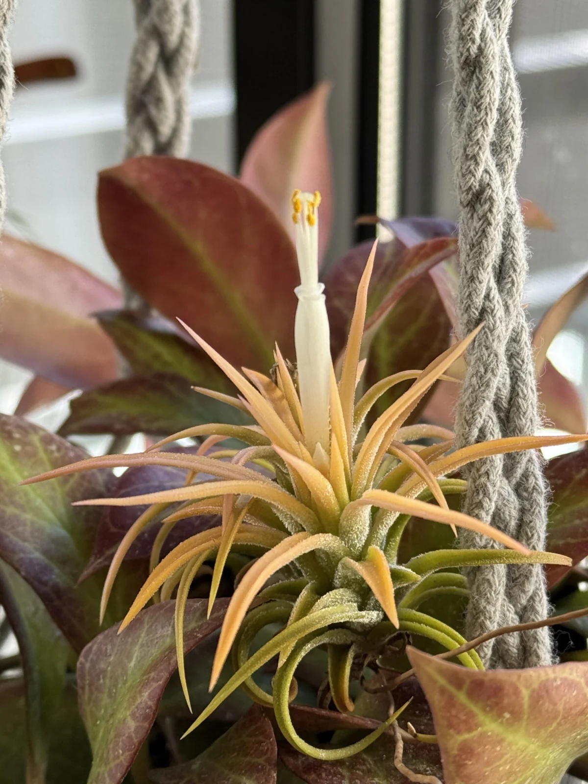 チランジア イオナンタ