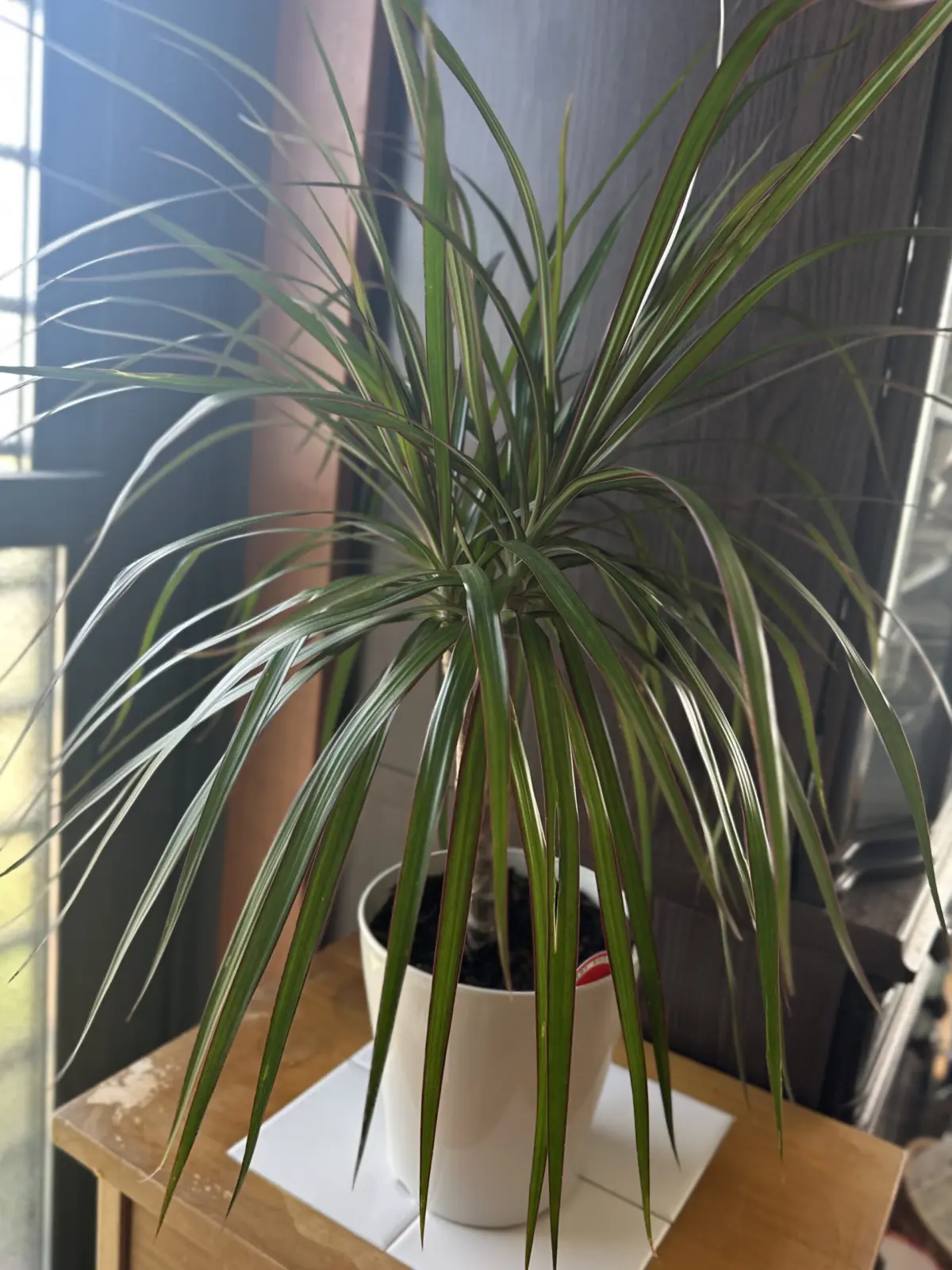 ドラセナ マジナータ