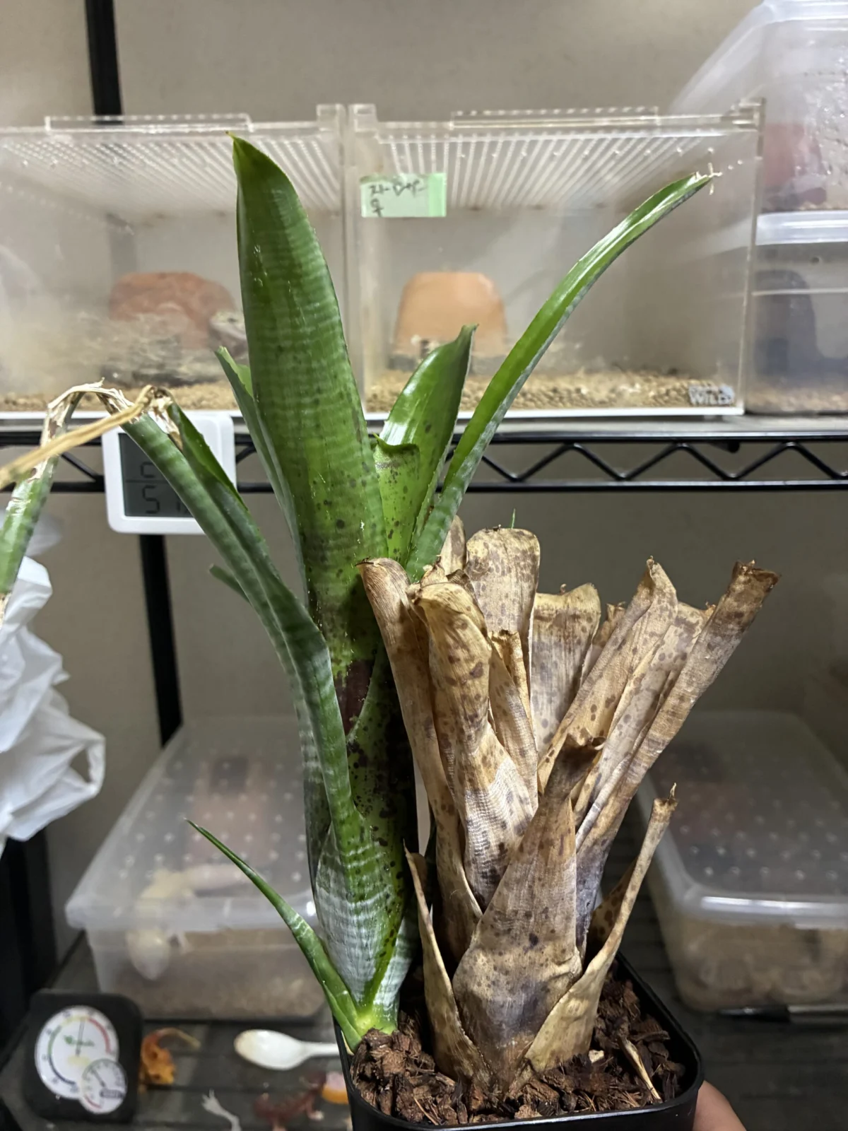 ネオレゲリア　パウシフローラ　ジャイアント