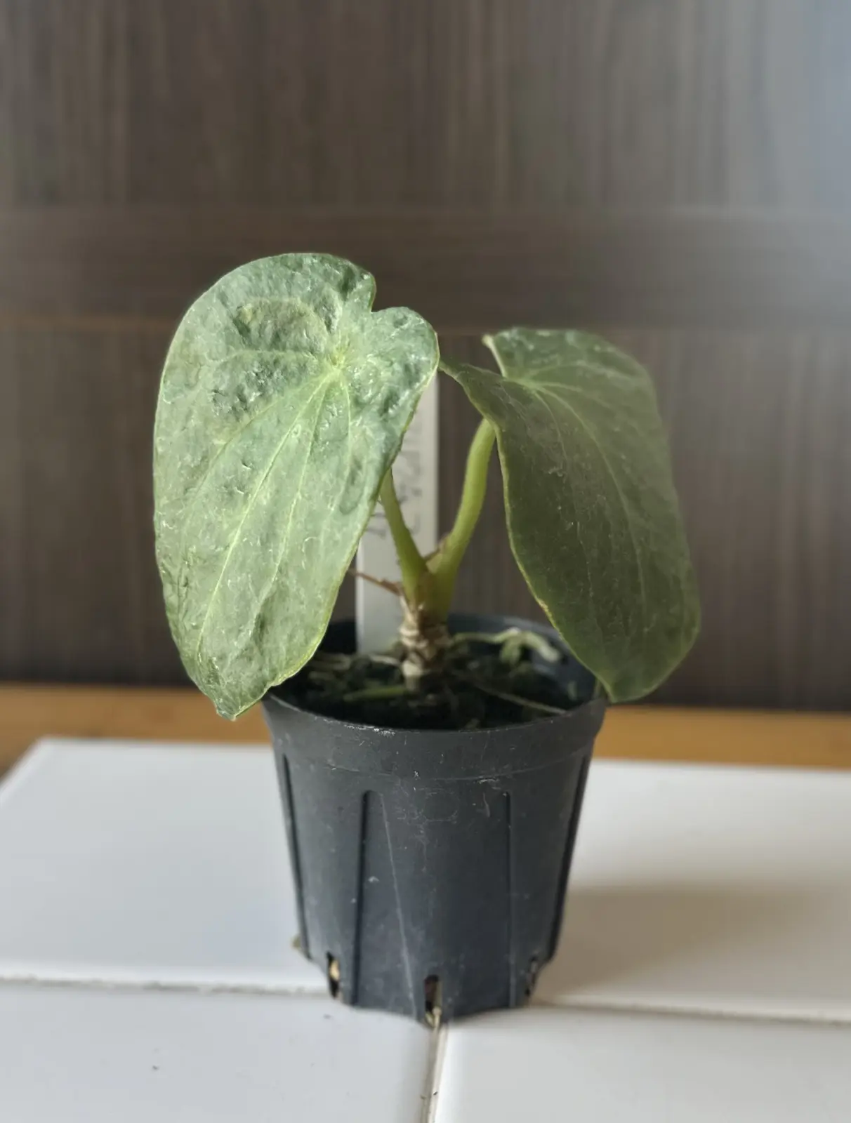 アンスリウム フォルゲッティー