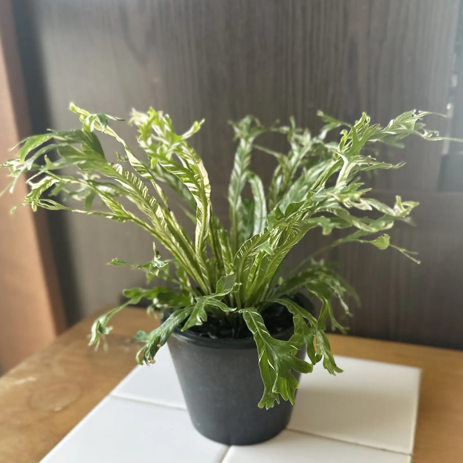 アスプレニウム オーストララシカム 斑入り