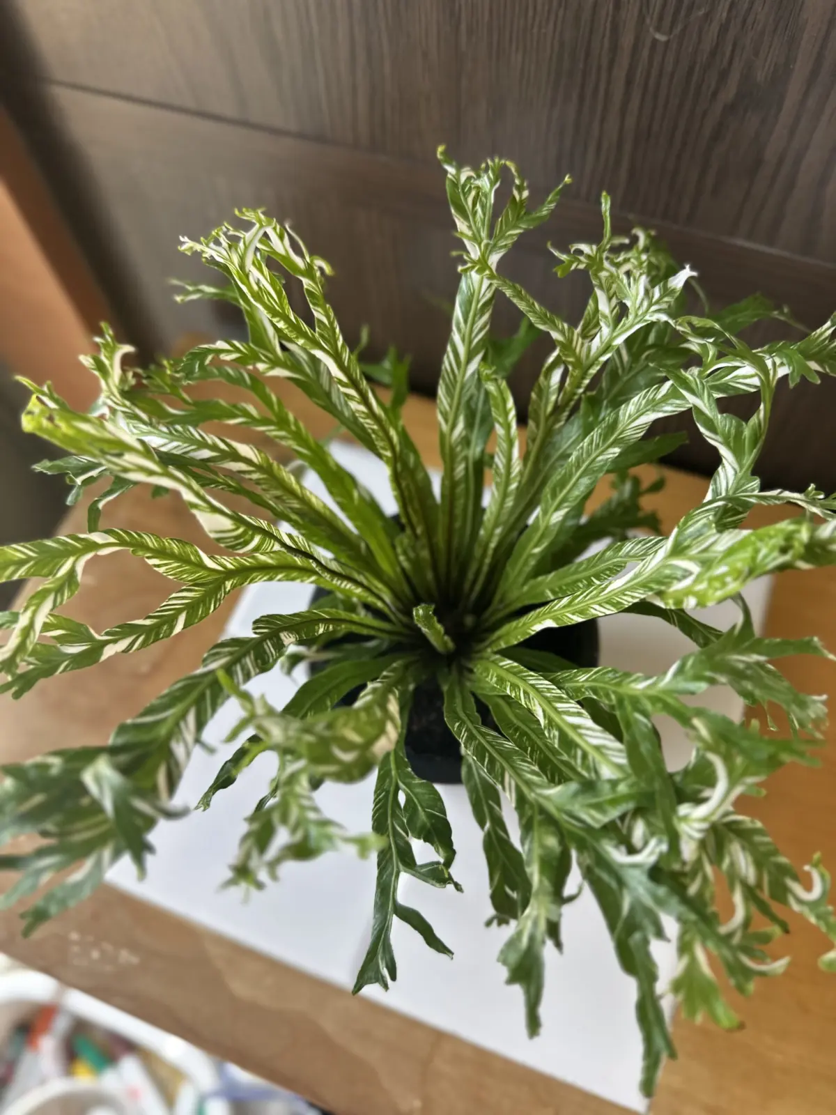 アスプレニウム オーストララシカム 斑入り