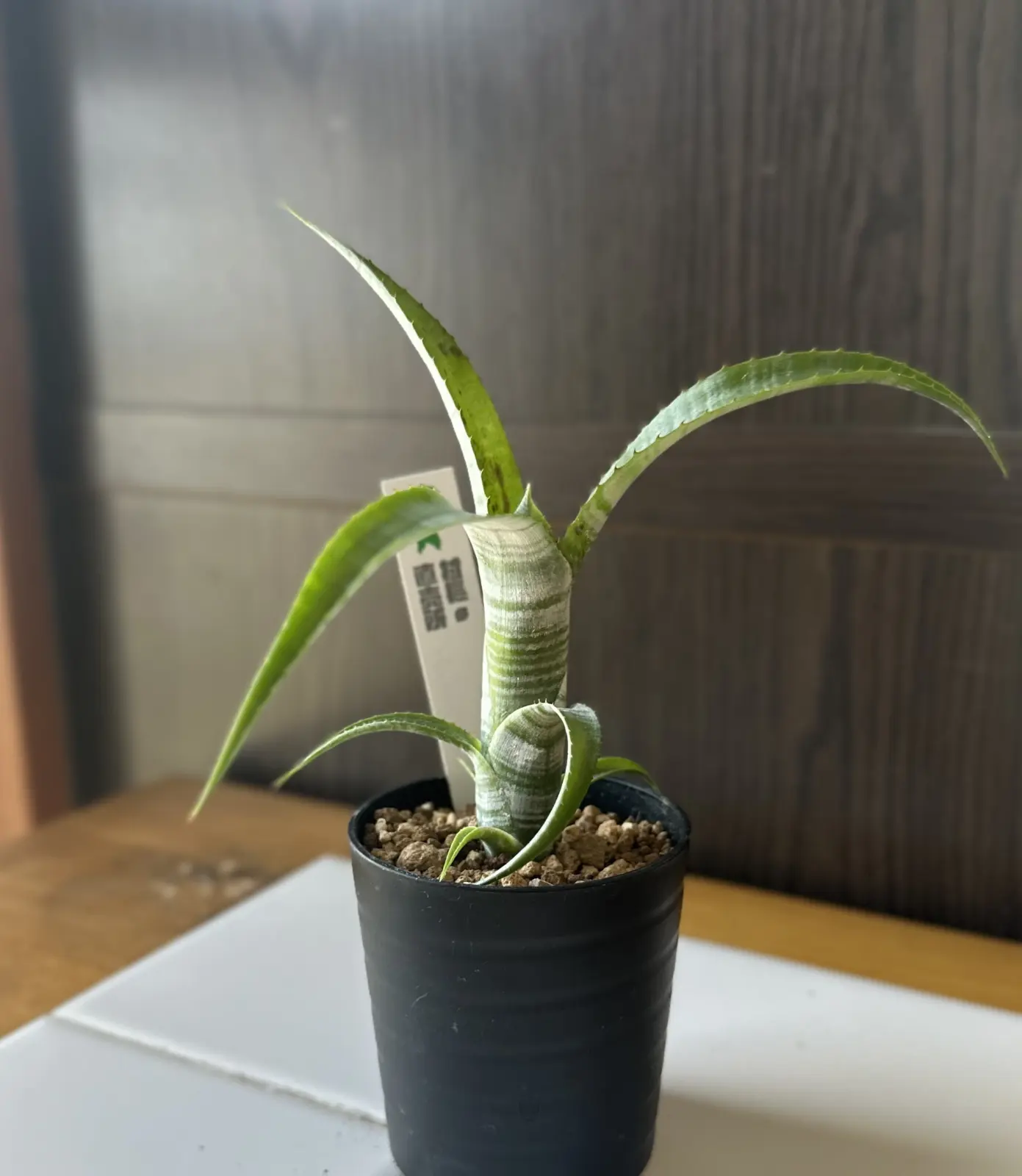 ネオレゲリア パウシーフローラ (パウシフローラ)