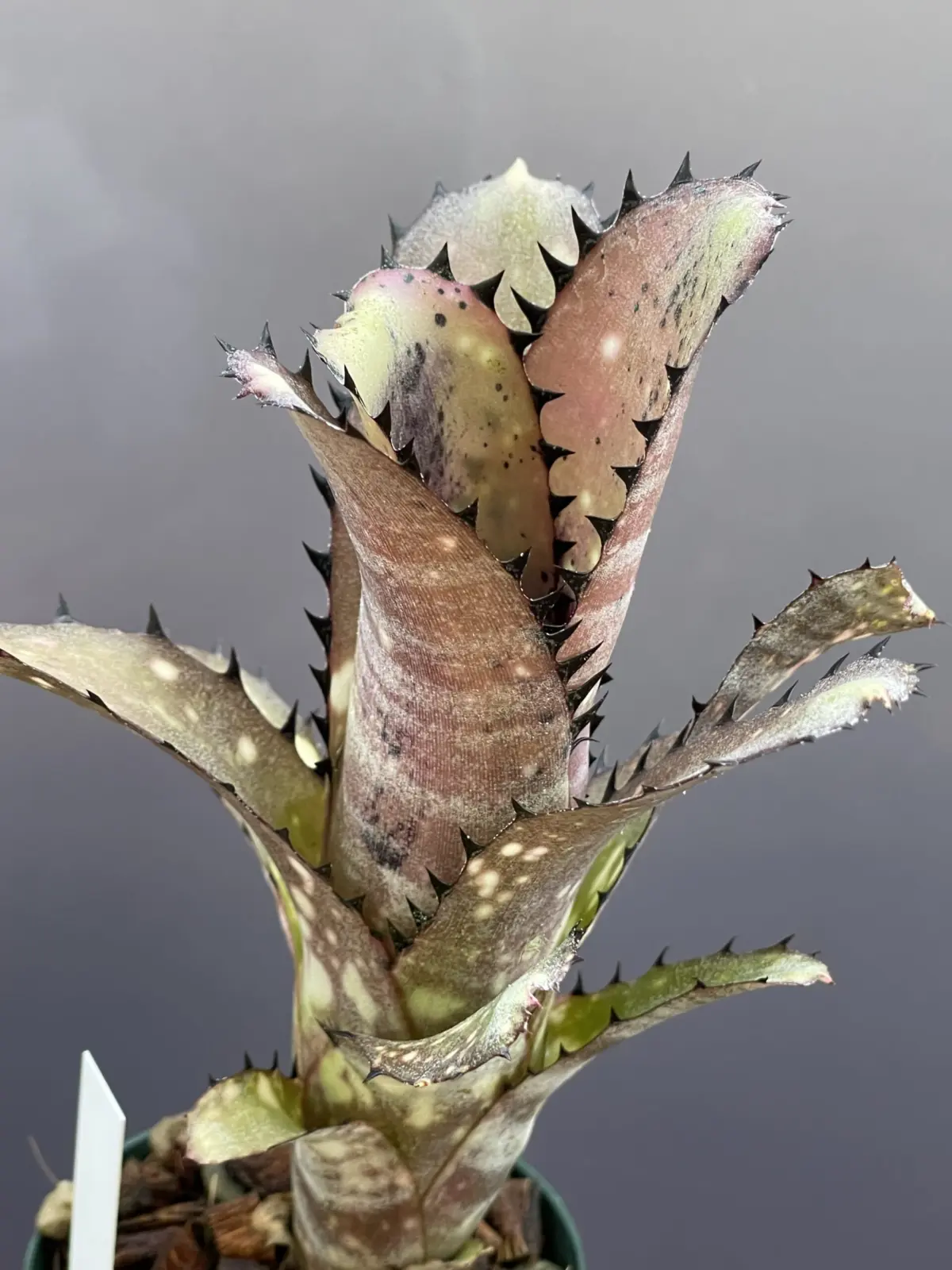 ビルベルギア　カハカイ