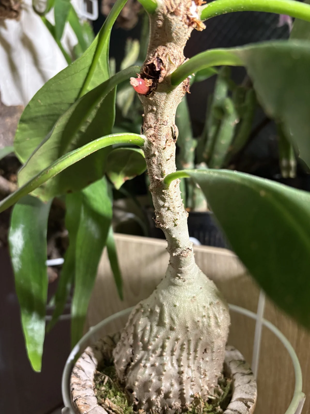 ミルメコディア ツベローサ