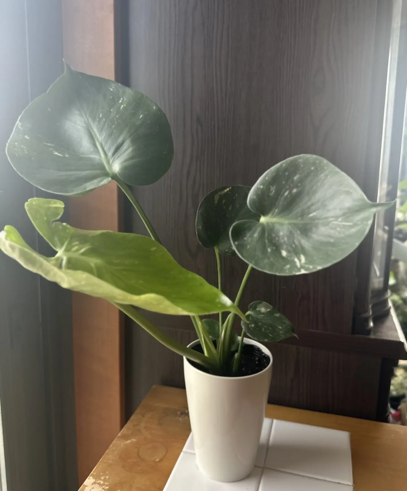 モンステラ 斑入り