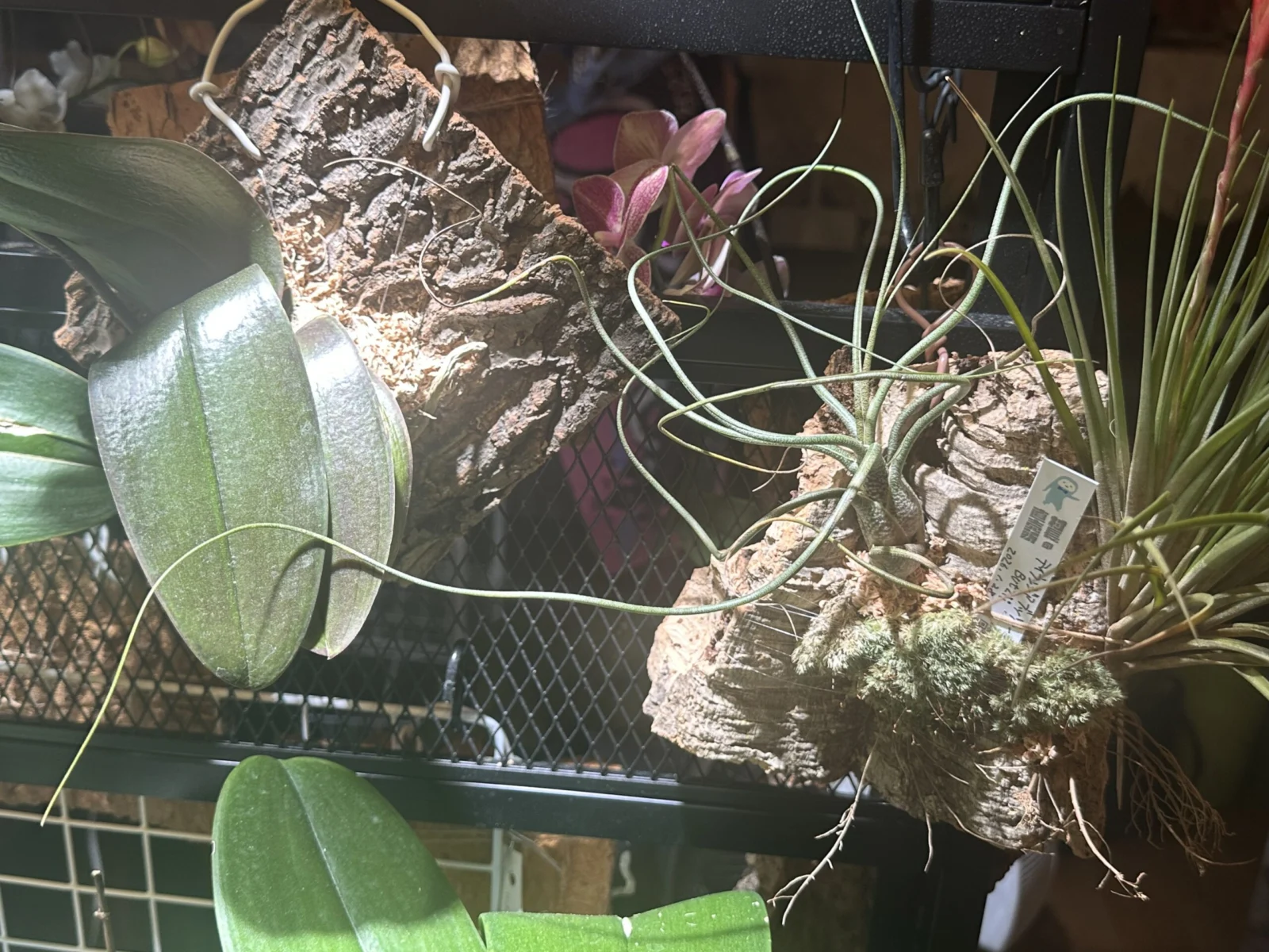 ティランジア　ブッツィー　株元に水苔とヤマゴケ　その後