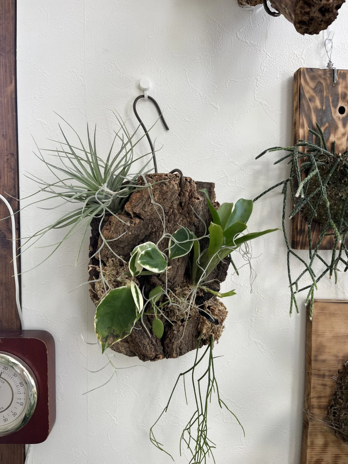 ティランジア　ネオレゲリア　ホヤ　カルノーサ　リプサリス　カスッサ　ディスキディア　コルク付け