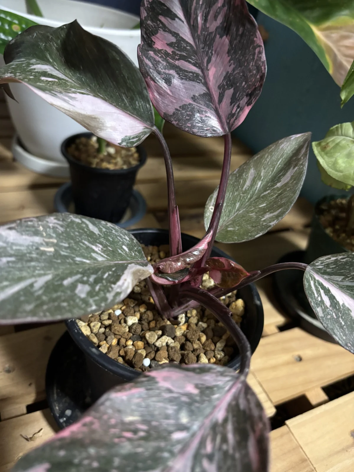 フィロデンドロン　ピンクプリンセススーパー