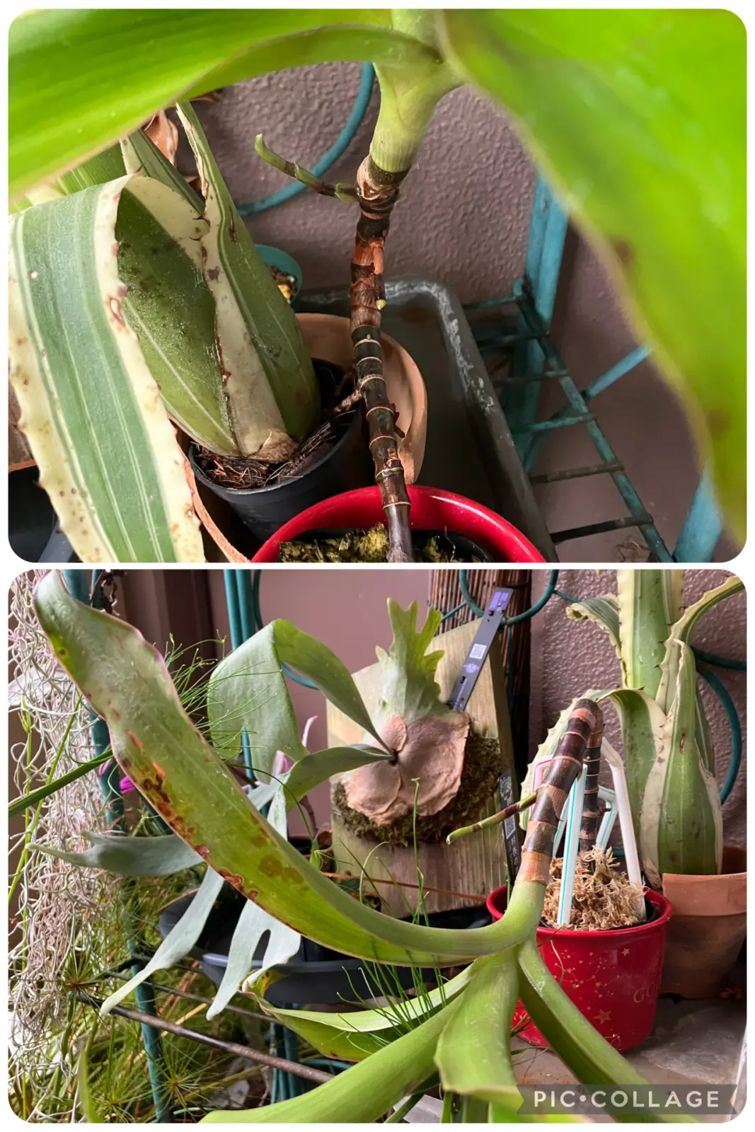 カリシア フレグランス パルテノン仕立て