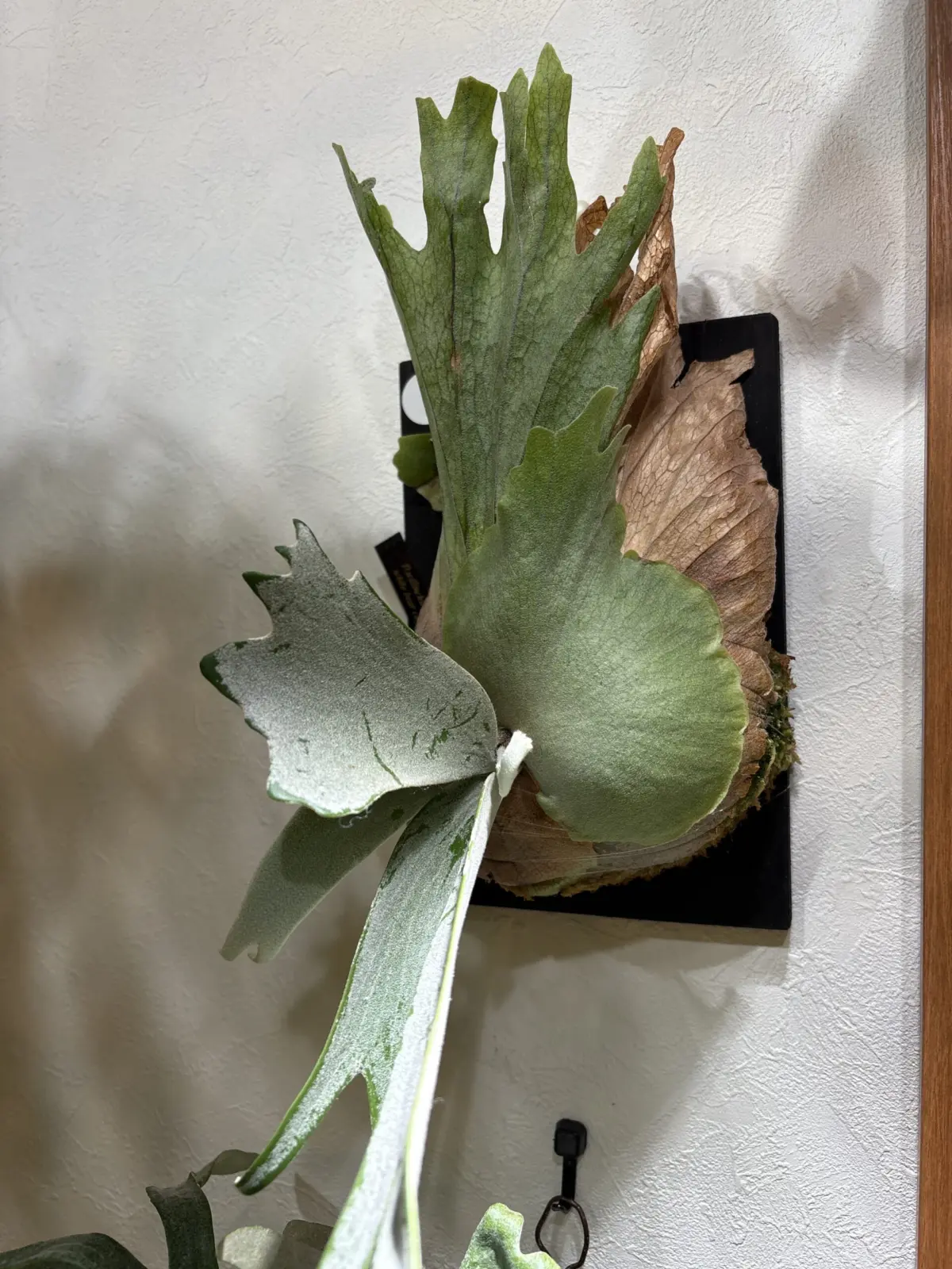 ビカクシダ ホワイトベアークラウン