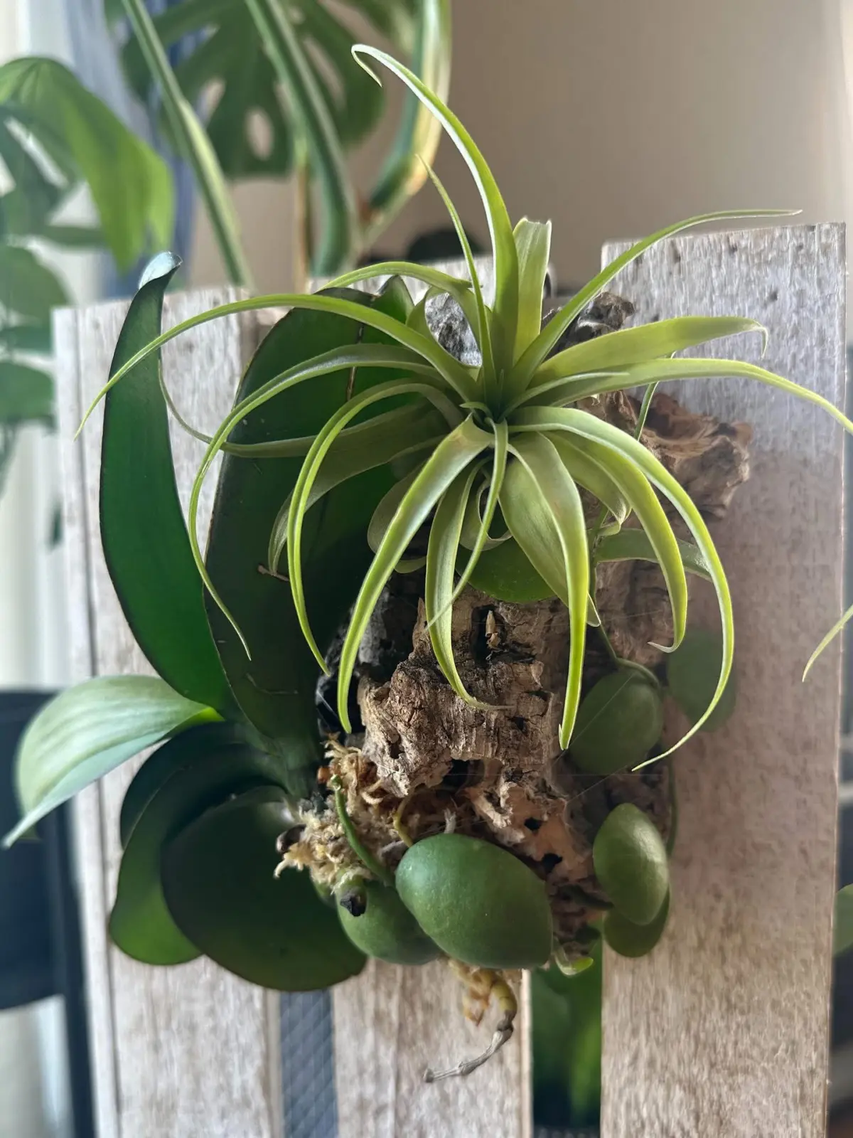 コチョウラン ブラキカウロス ディスキディア コルク付け