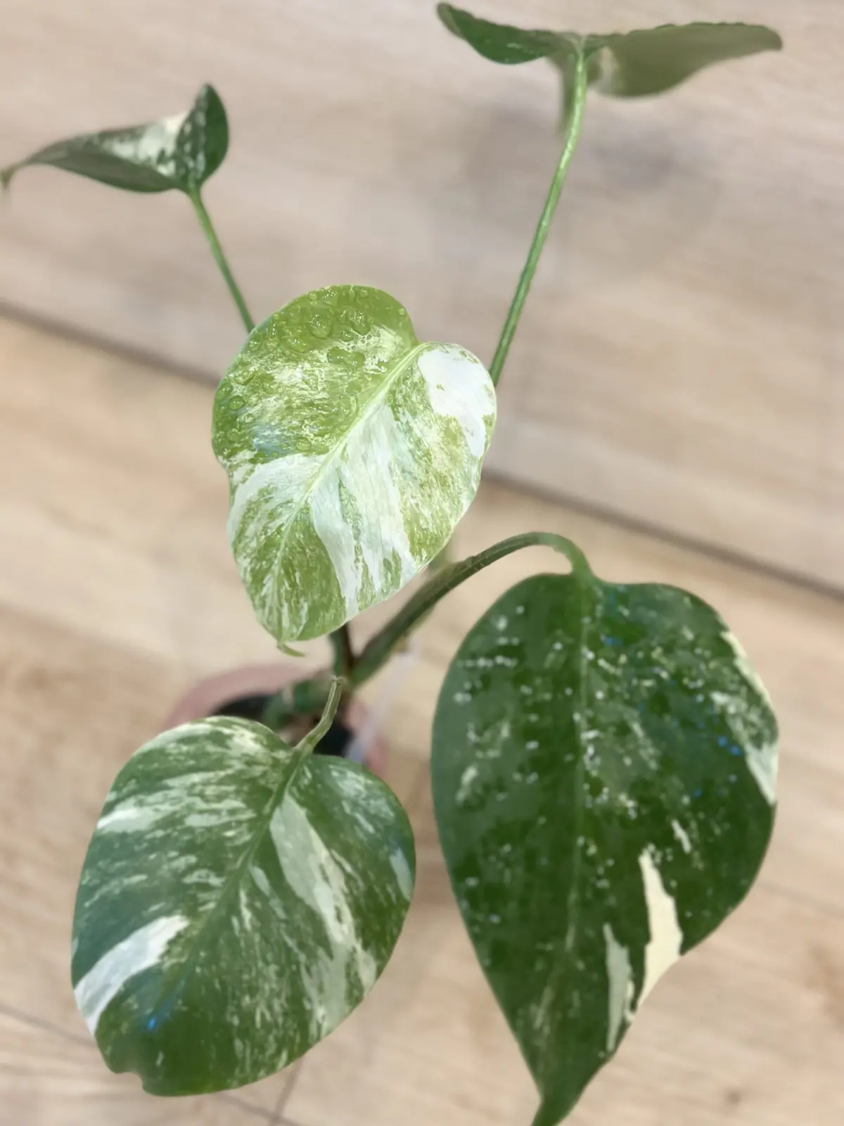 モンステラ　斑入り