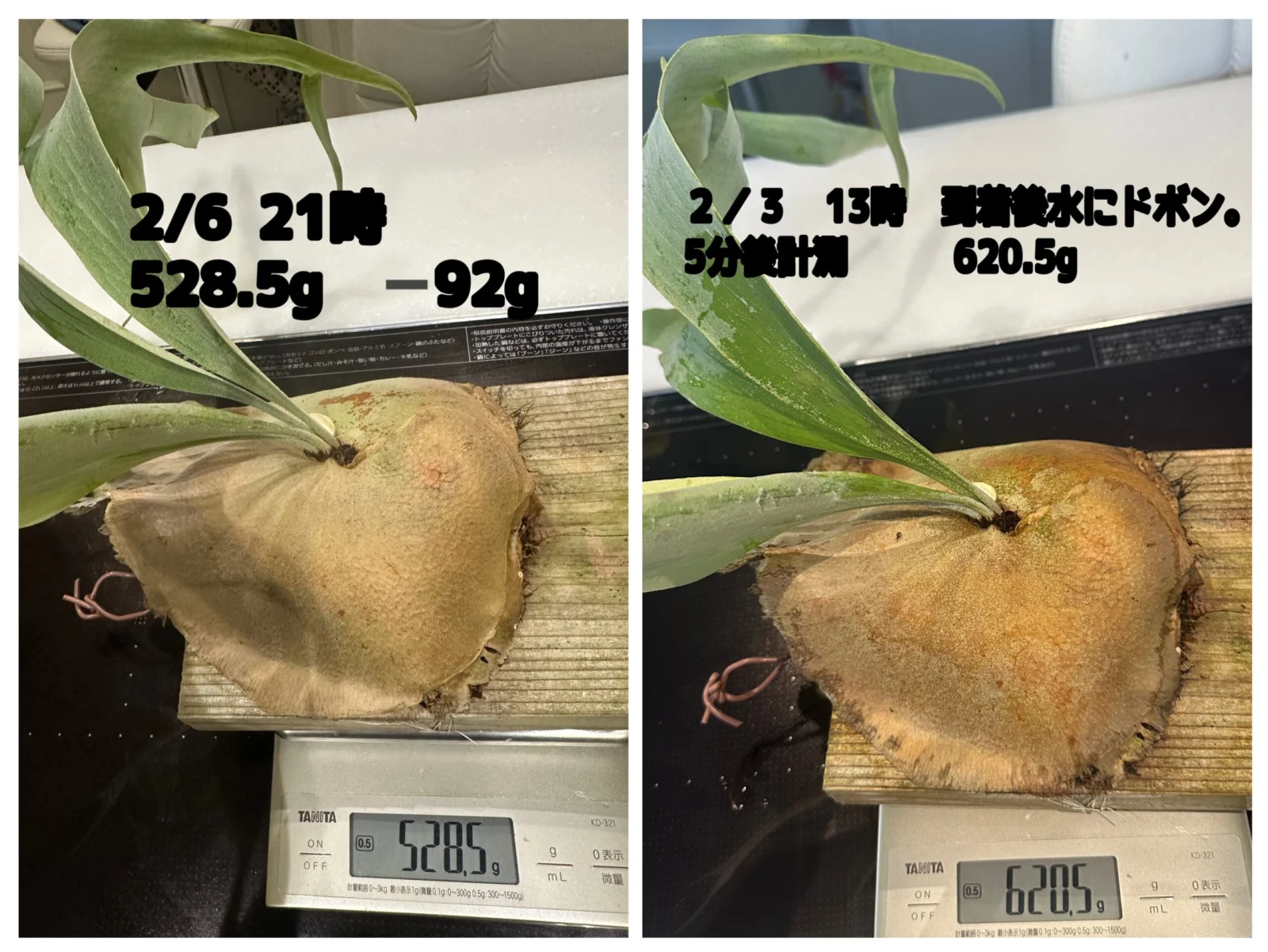 ウィリンキー(W5 )× ディバーシフォリウム 胞子培養 3日後計測