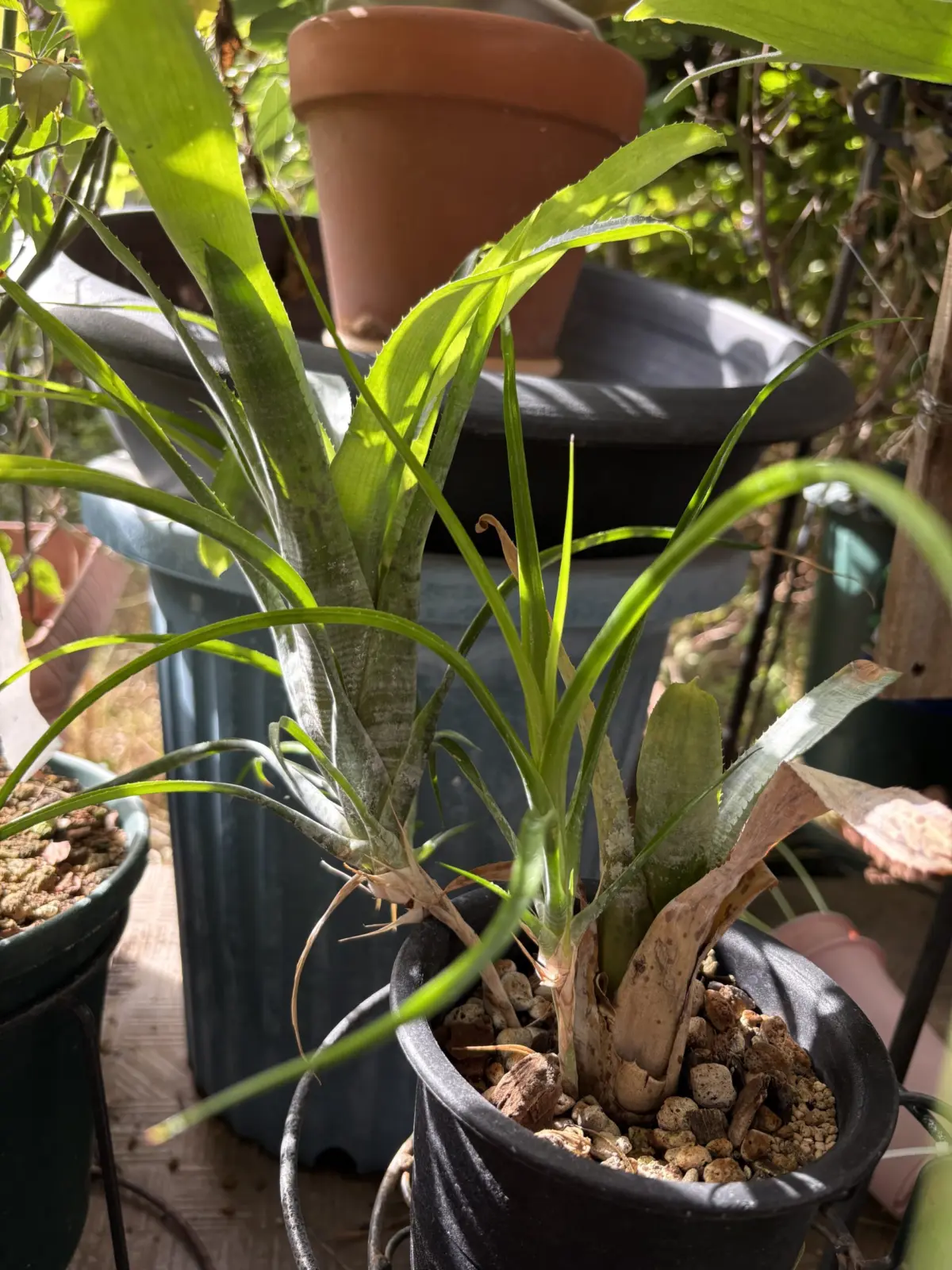 ネオレゲリア パウシフローラ 子株