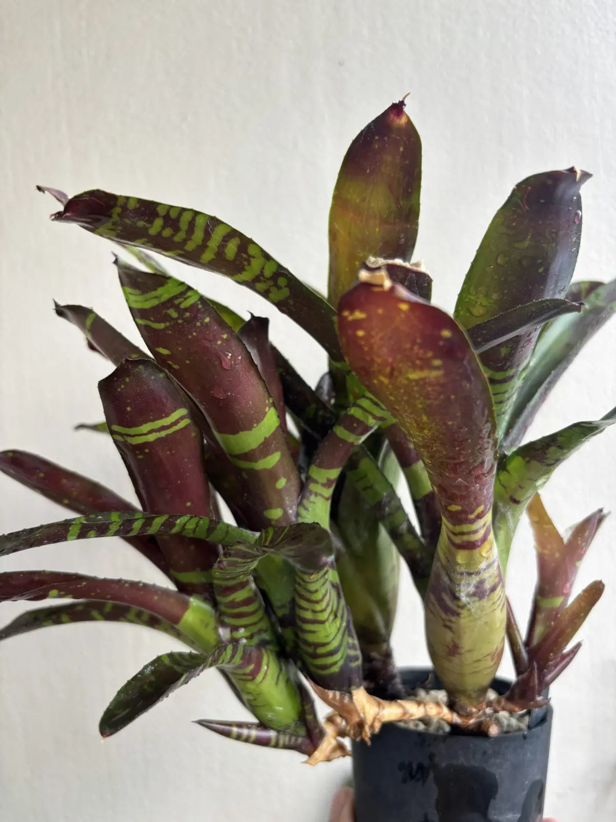 ネオレゲリア　フラッシュポイント