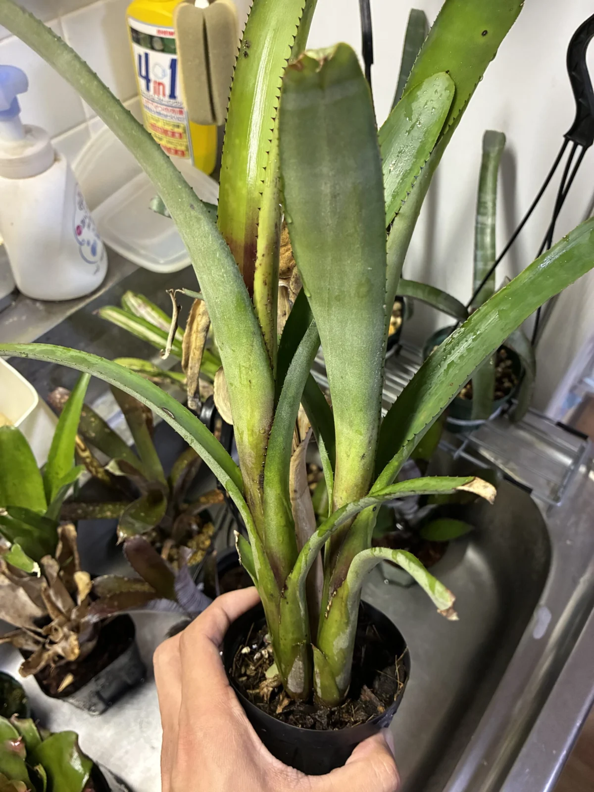 エクメア　ヌディカウリスsp