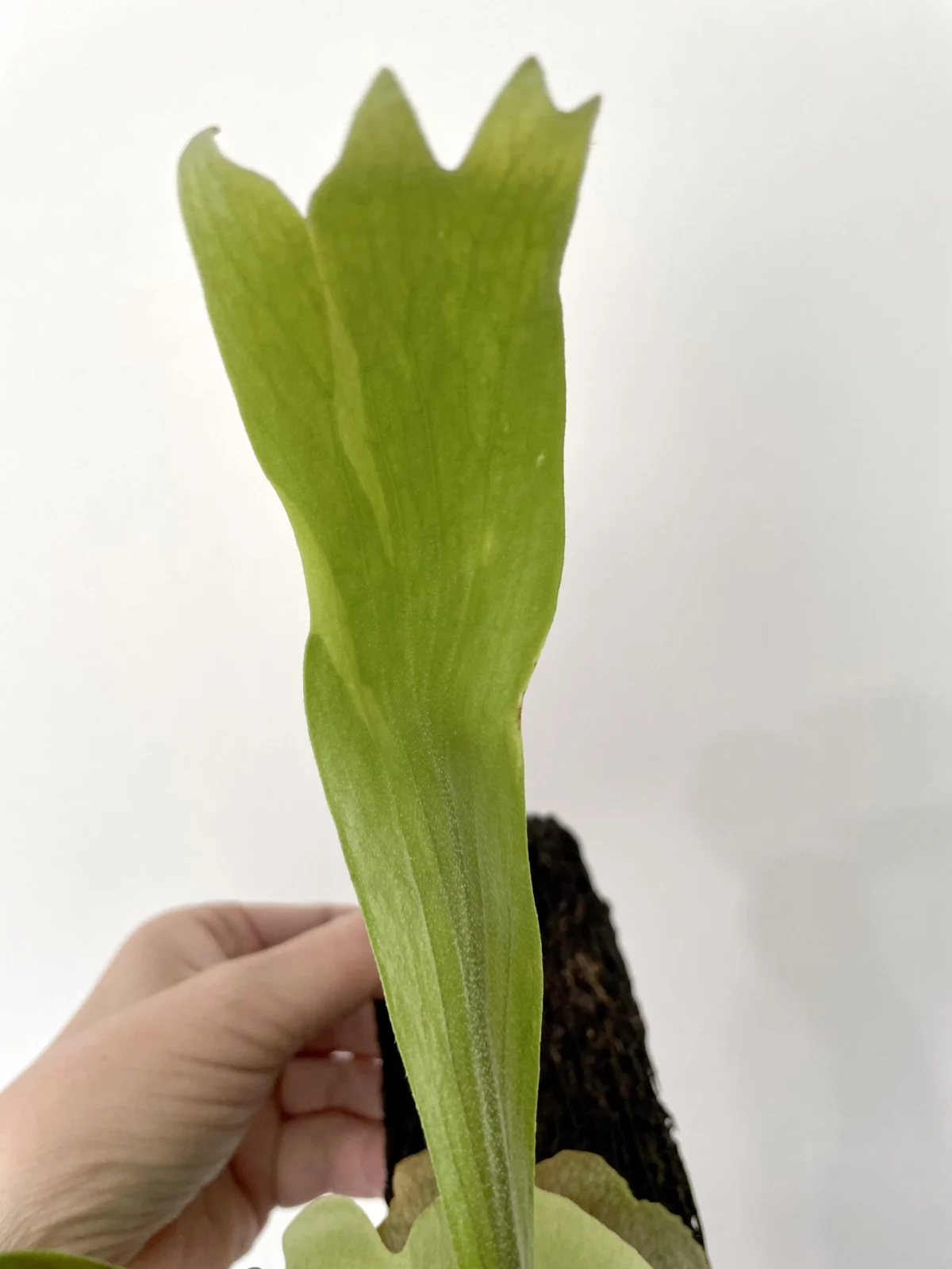 ビカクシダ　札落ち　ヘゴ