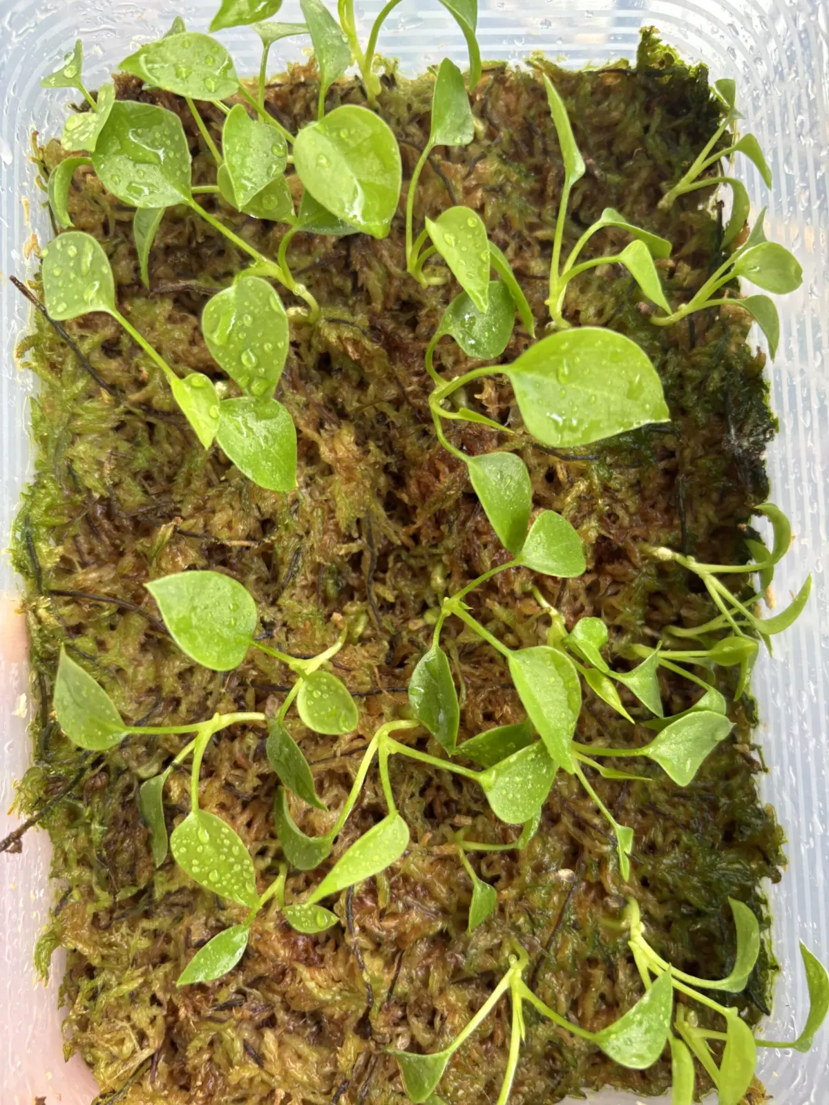 アンスリウム　グラシレ　実生