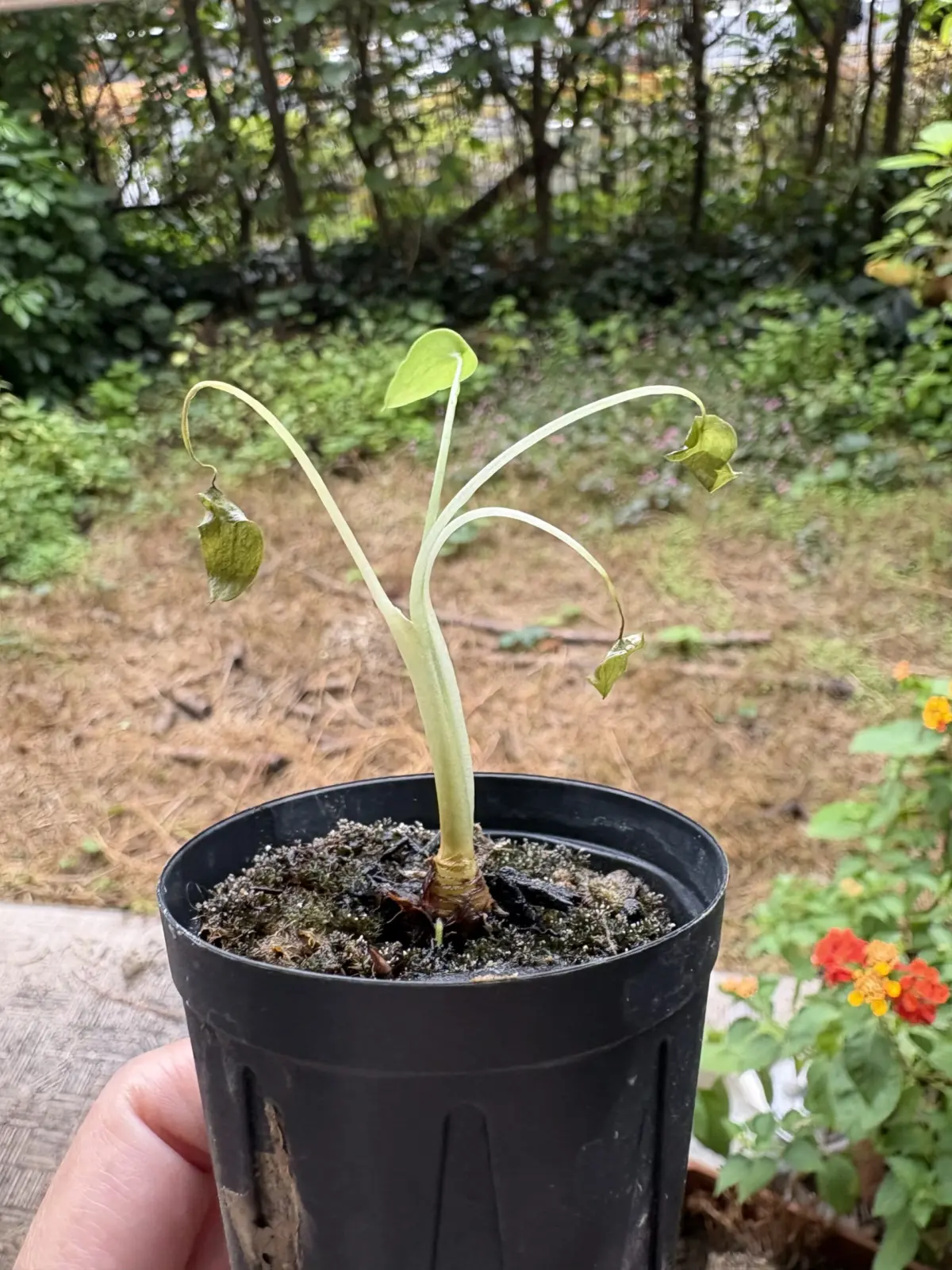 アロカシア タイニーダンサー 寒い