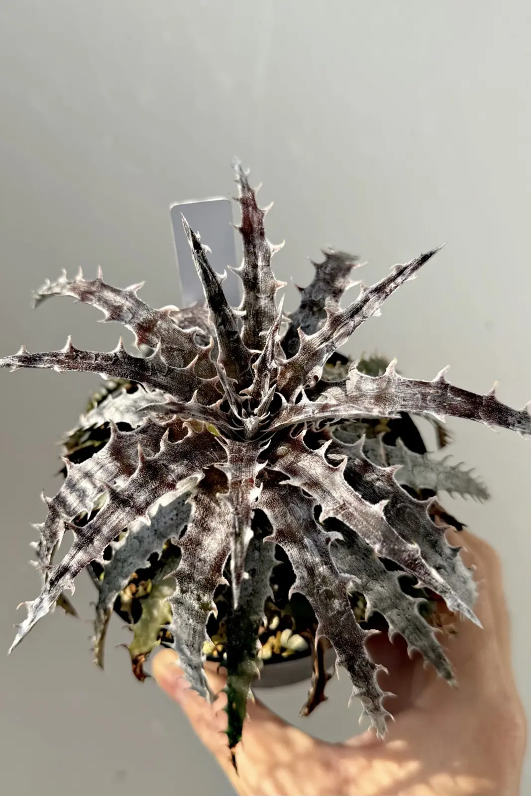 ディッキア シルバーマーキュリー